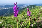 25 Orchidee con vista sulla pianura